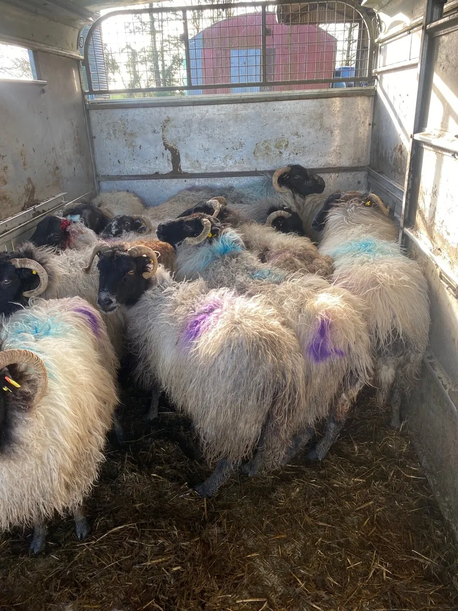 Inlamb ewes for sale - Image 1