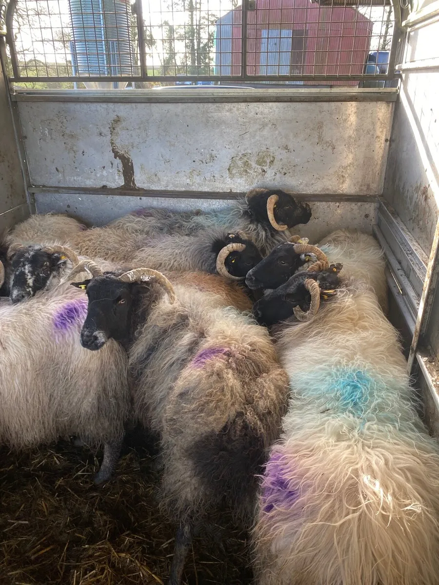 Inlamb ewes for sale - Image 3