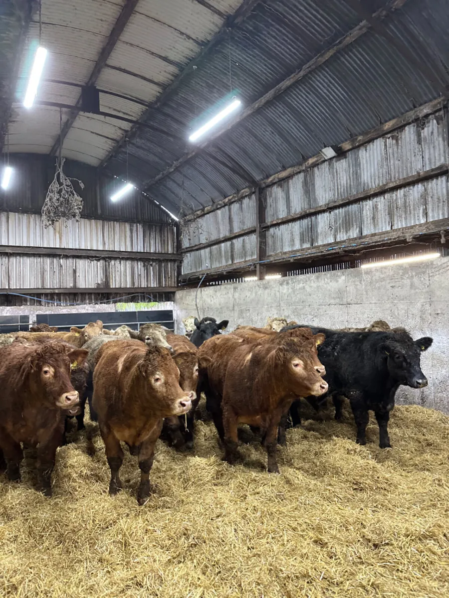 Forward Charolais and lim bullocks - Image 1