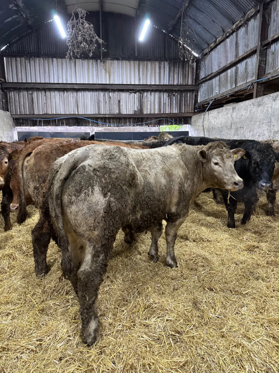 Forward Charolais and lim bullocks - Image 4