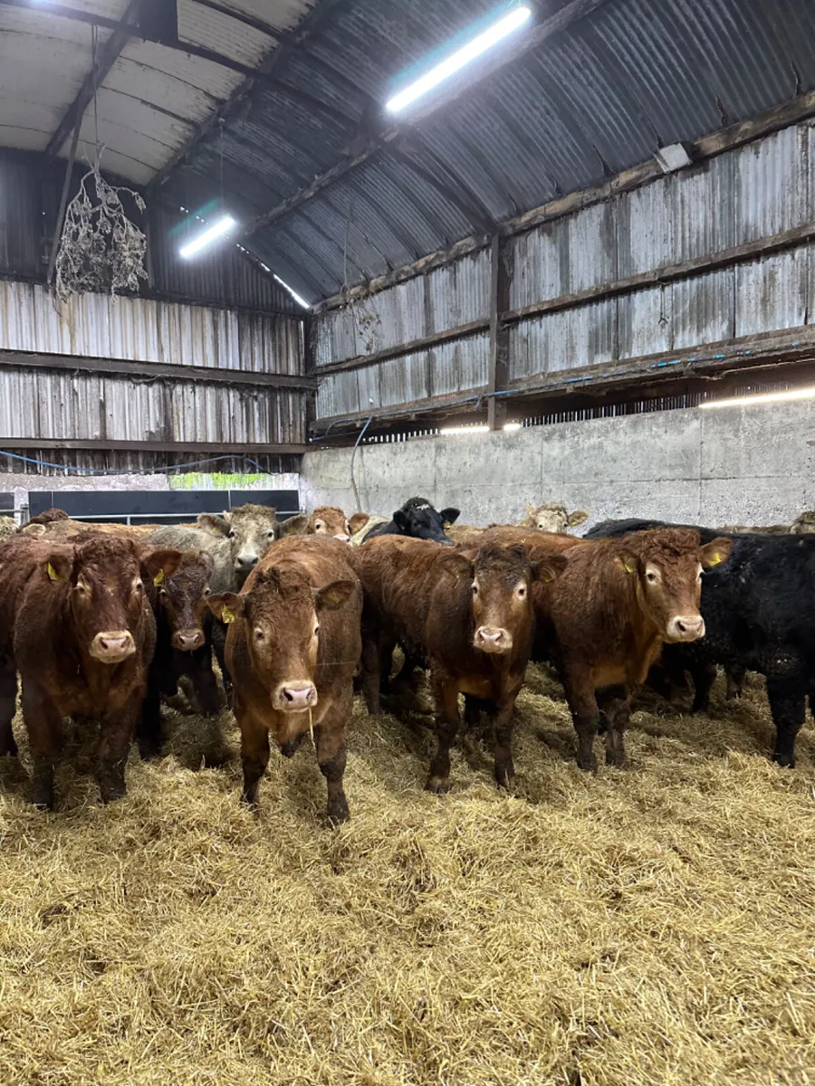 Forward Charolais and lim bullocks - Image 3