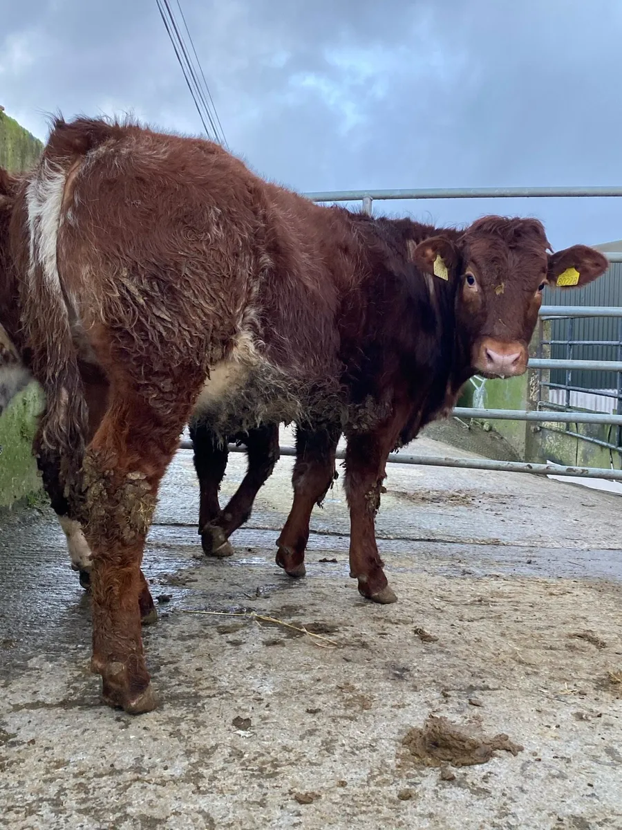 ⭐️2 super breading heifers⭐️ - Image 1