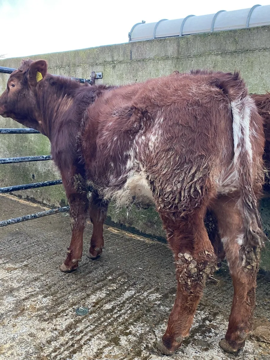 ⭐️2 super breading heifers⭐️ - Image 3