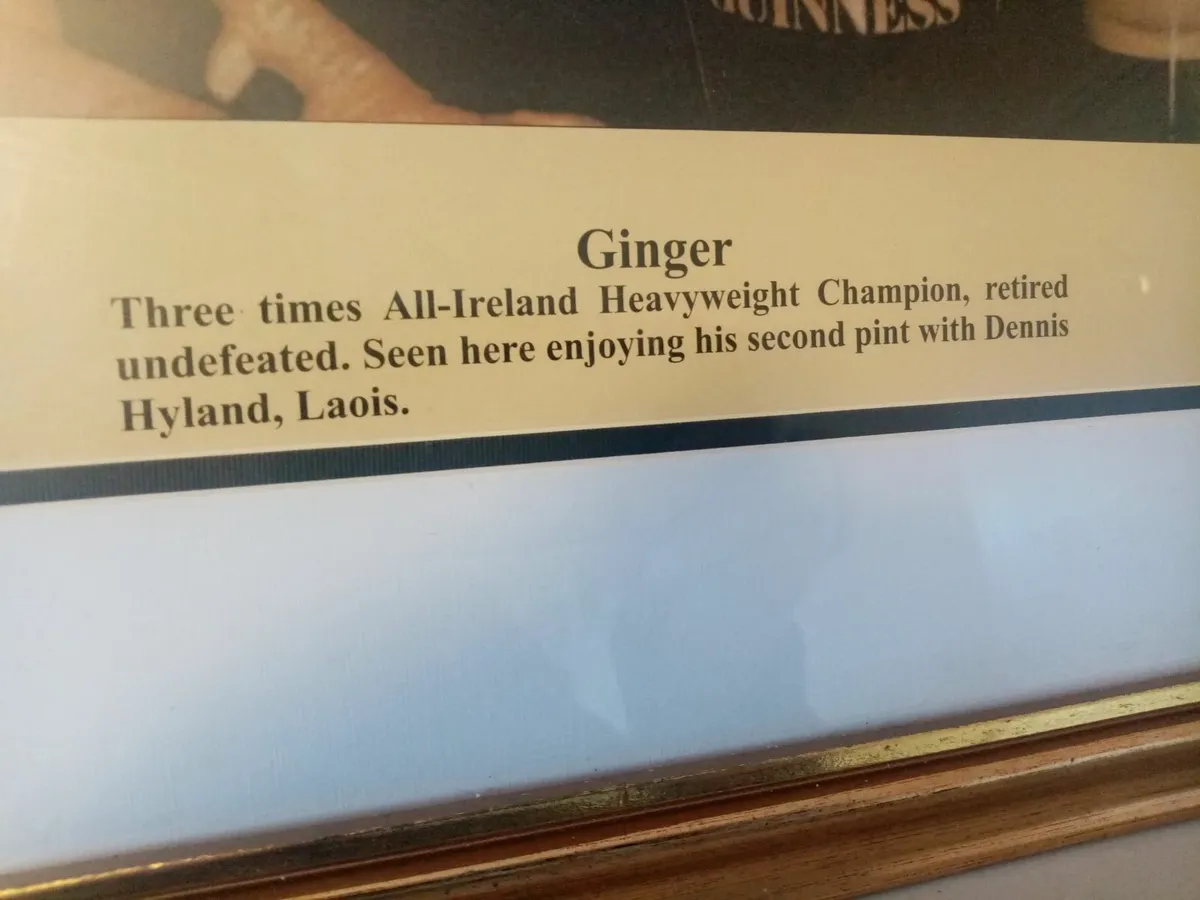 Ginger  Fighting Cock - Image 2