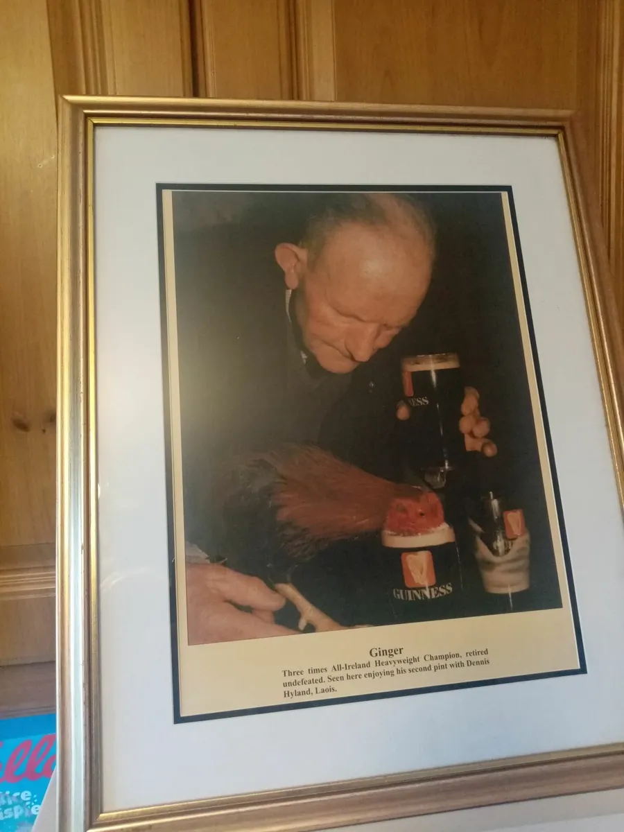 Ginger  Fighting Cock - Image 1