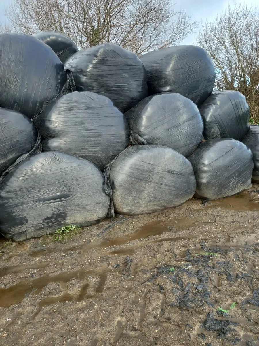 Silage bales - Image 2