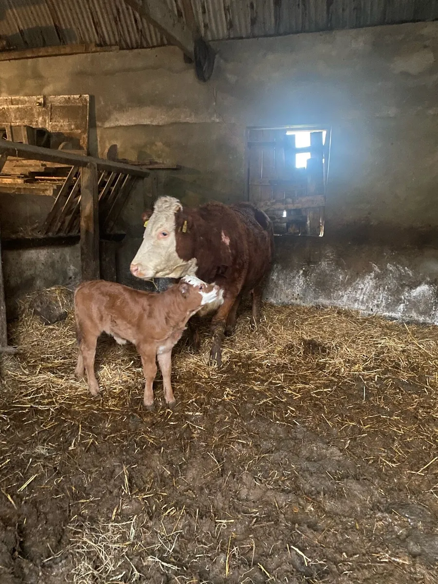 ⭐️Quality first calver with heifer calf at foot ⭐️ - Image 1