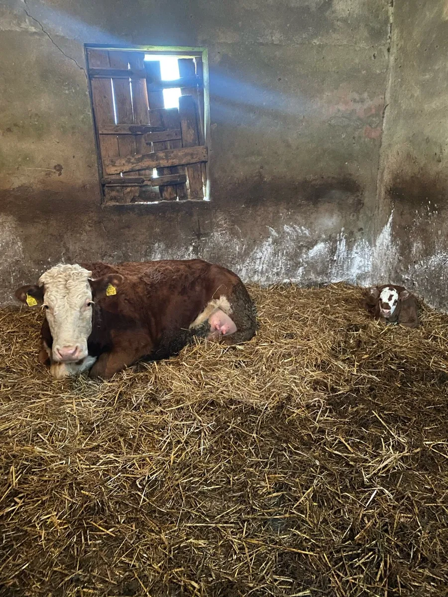 ⭐️Quality first calver with heifer calf at foot ⭐️ - Image 2