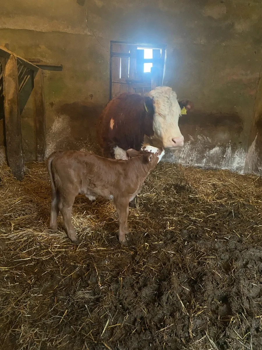 ⭐️Quality first calver with heifer calf at foot ⭐️ - Image 3