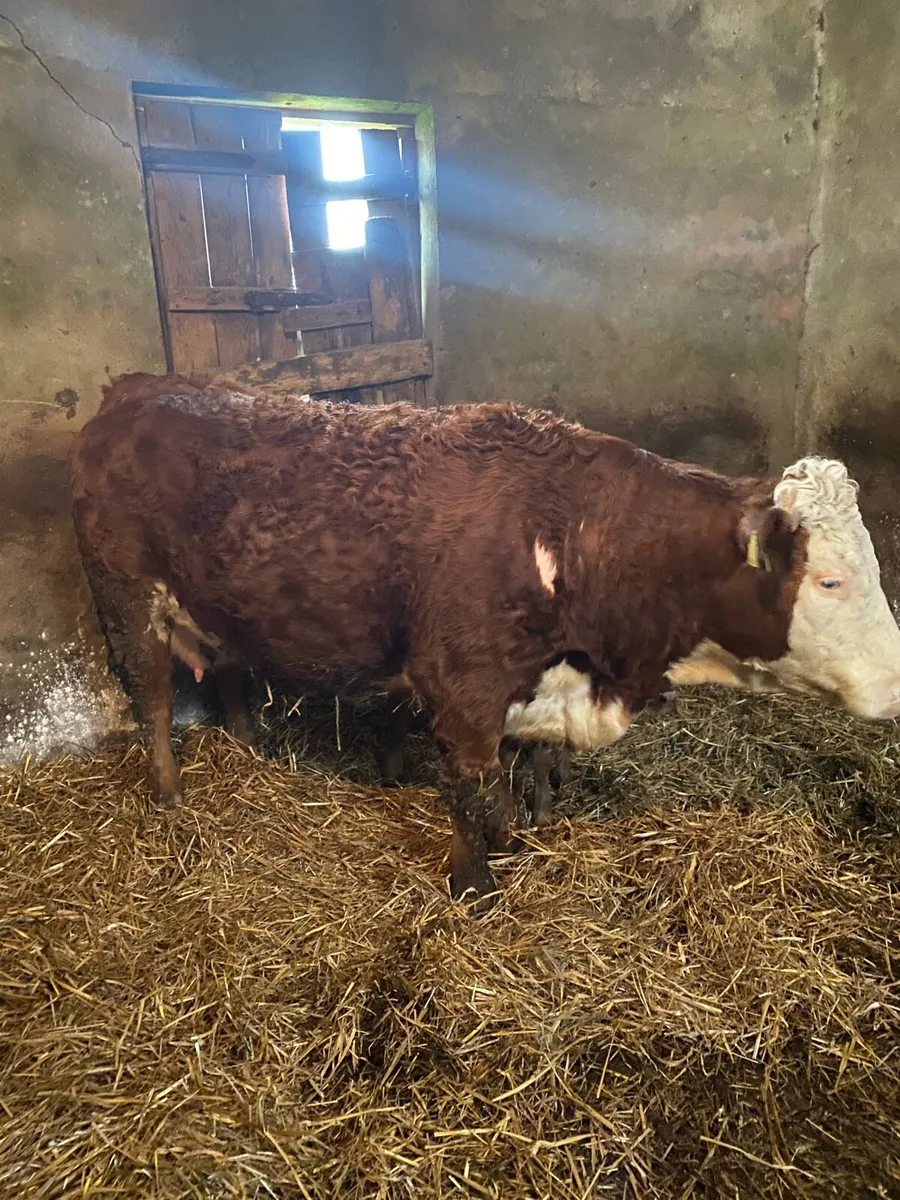 ⭐️Quality first calver with heifer calf at foot ⭐️ - Image 4