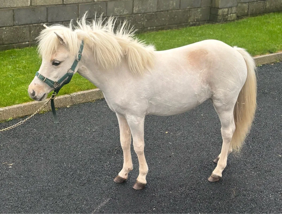 Miniature Palomino 2 year old Shetland Filly - Image 1