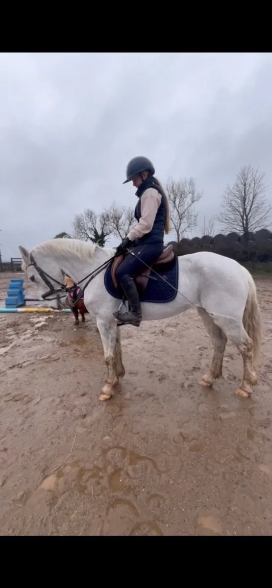 14.2 Schoolmaster - Image 2