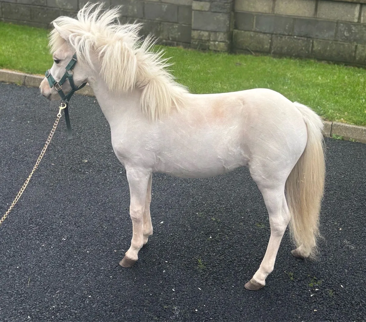 Miniature Palomino 2 year old Shetland Filly - Image 2