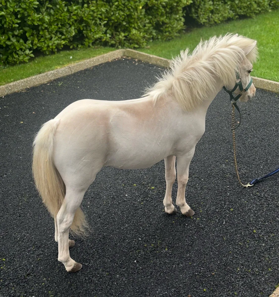 Miniature Palomino 2 year old Shetland Filly - Image 3