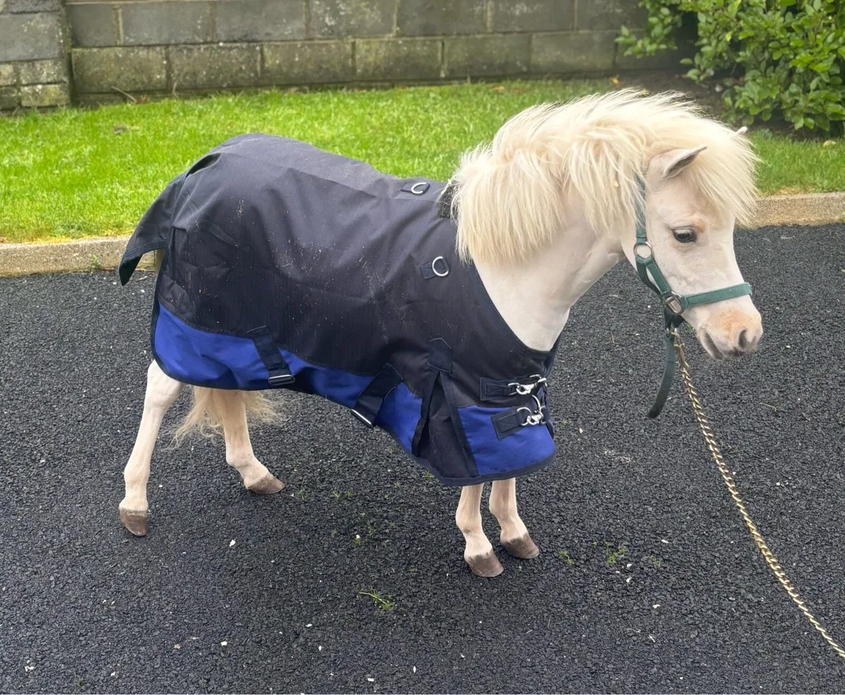 Miniature Palomino 2 year old Shetland Filly - Image 4