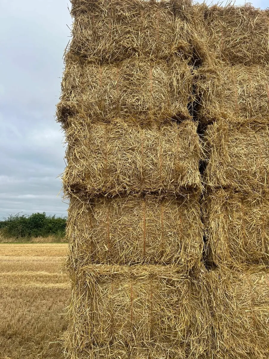 Wheaten straw - Image 3