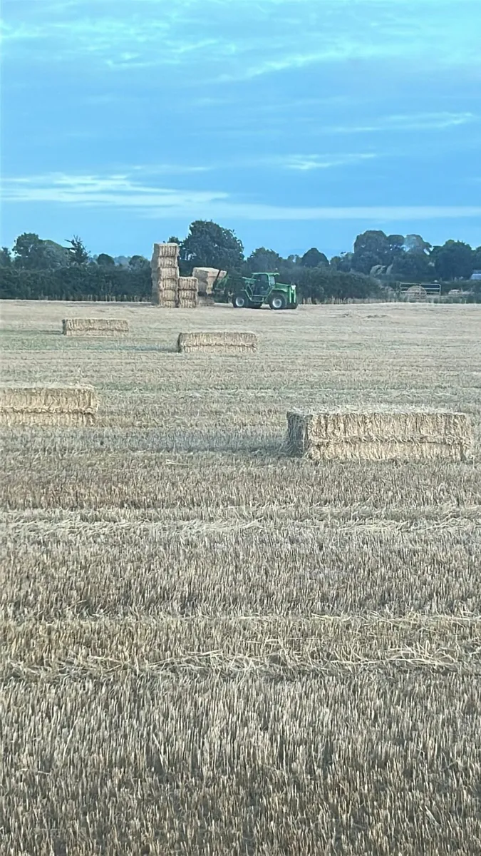 Wheaten straw - Image 2