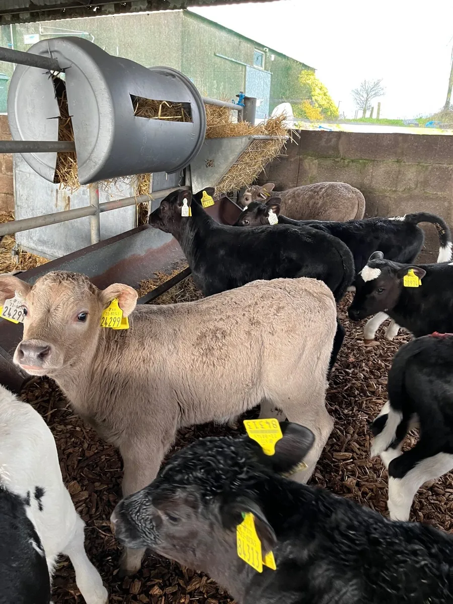 Calves. HE , AA, CH, BB , LM , FR (bulls) - Image 1