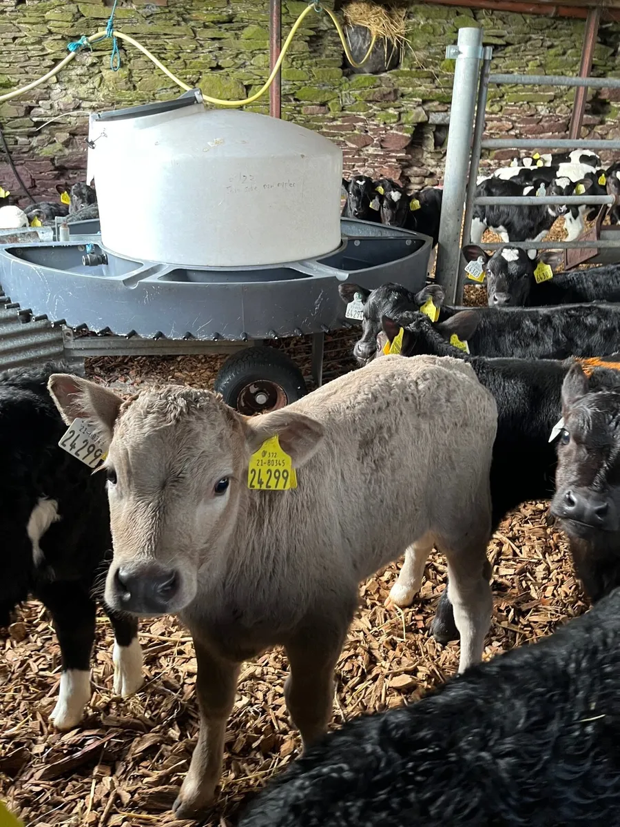 Calves. HE , AA, CH, BB , LM , FR (bulls) - Image 2