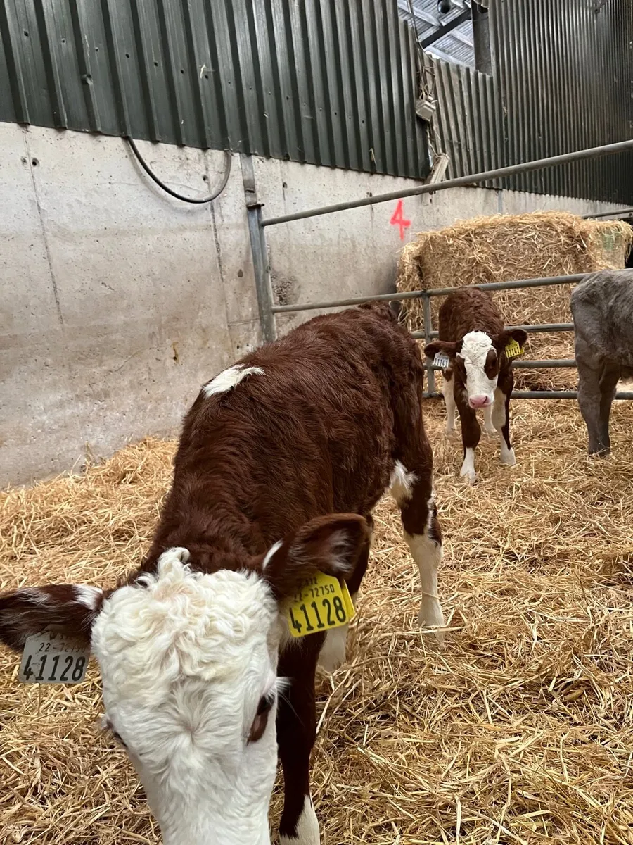 Calves. HE , AA, CH, BB , LM , FR (bulls) - Image 4