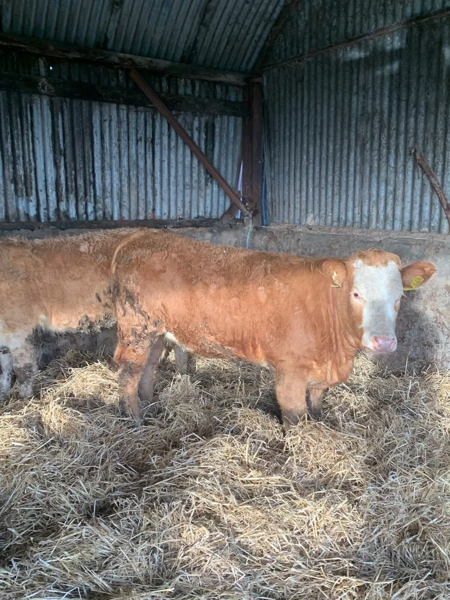 2 Super 4 and 5 ⭐️ Ch / Sim X Breeding heifers - Image 3