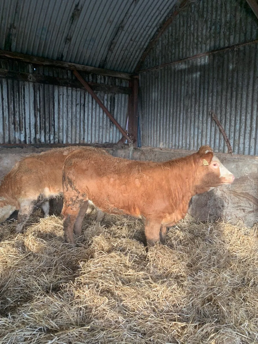 2 Super 4 and 5 ⭐️ Ch / Sim X Breeding heifers - Image 4