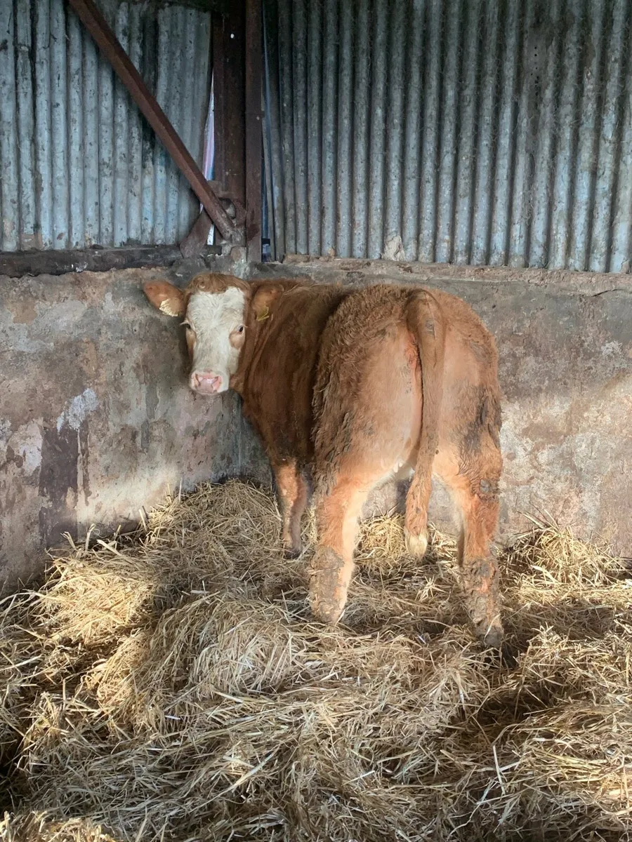 2 Super 4 and 5 ⭐️ Ch / Sim X Breeding heifers - Image 1