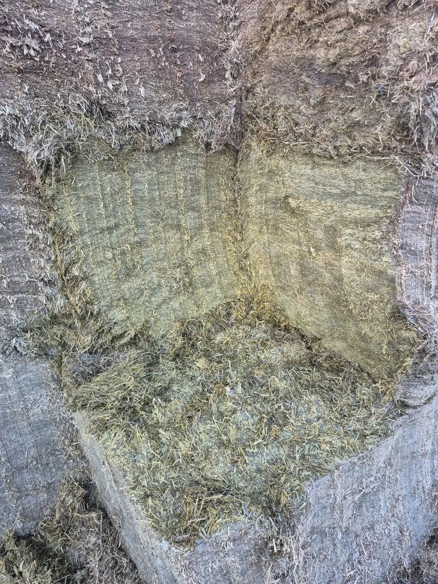 Pit silage - Image 2