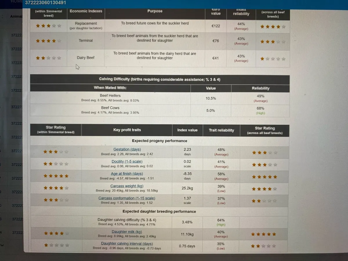 Pedigree Simmental Bulls - Image 2