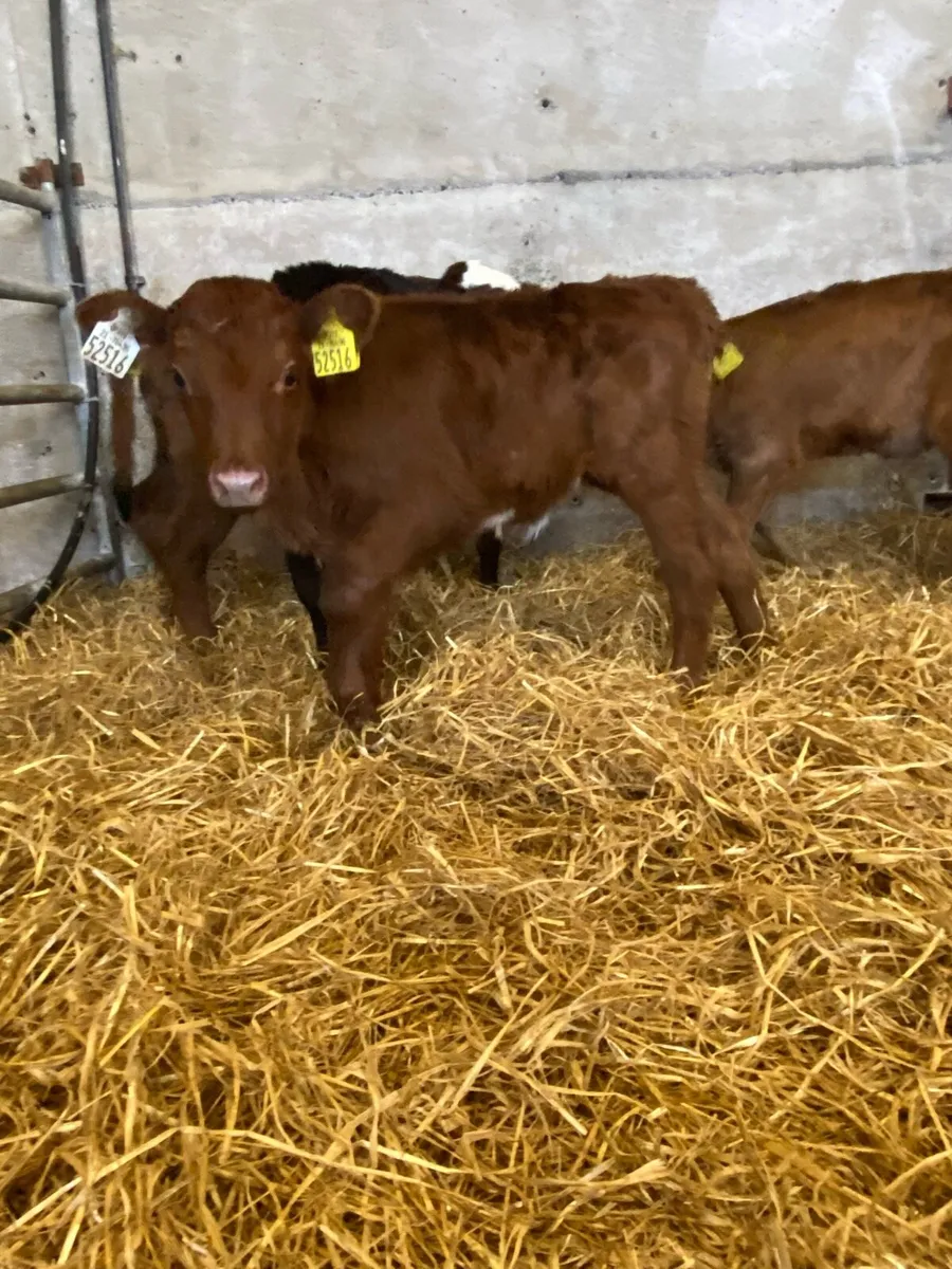 4 Beef Heifer Calves - Image 2