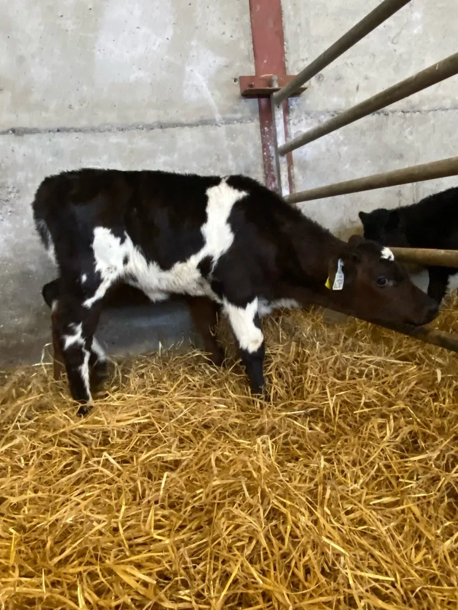 4 Beef Heifer Calves - Image 3