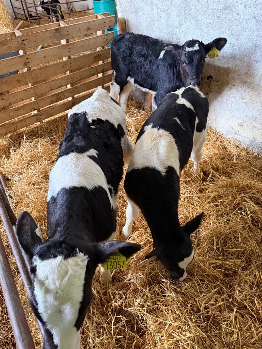 AI Holstein Friesian Heifer Calves x 3 - Image 3