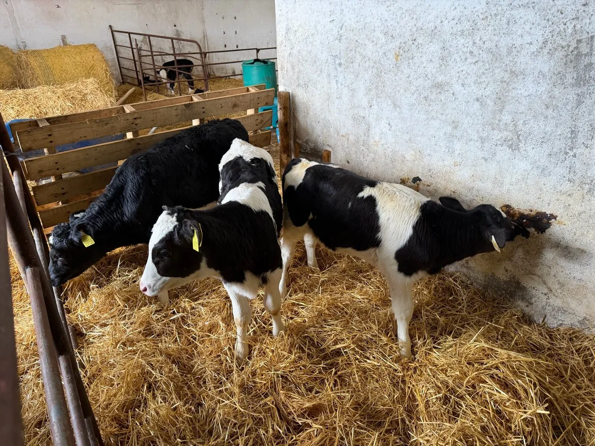 AI Holstein Friesian Heifer Calves x 3 - Image 1