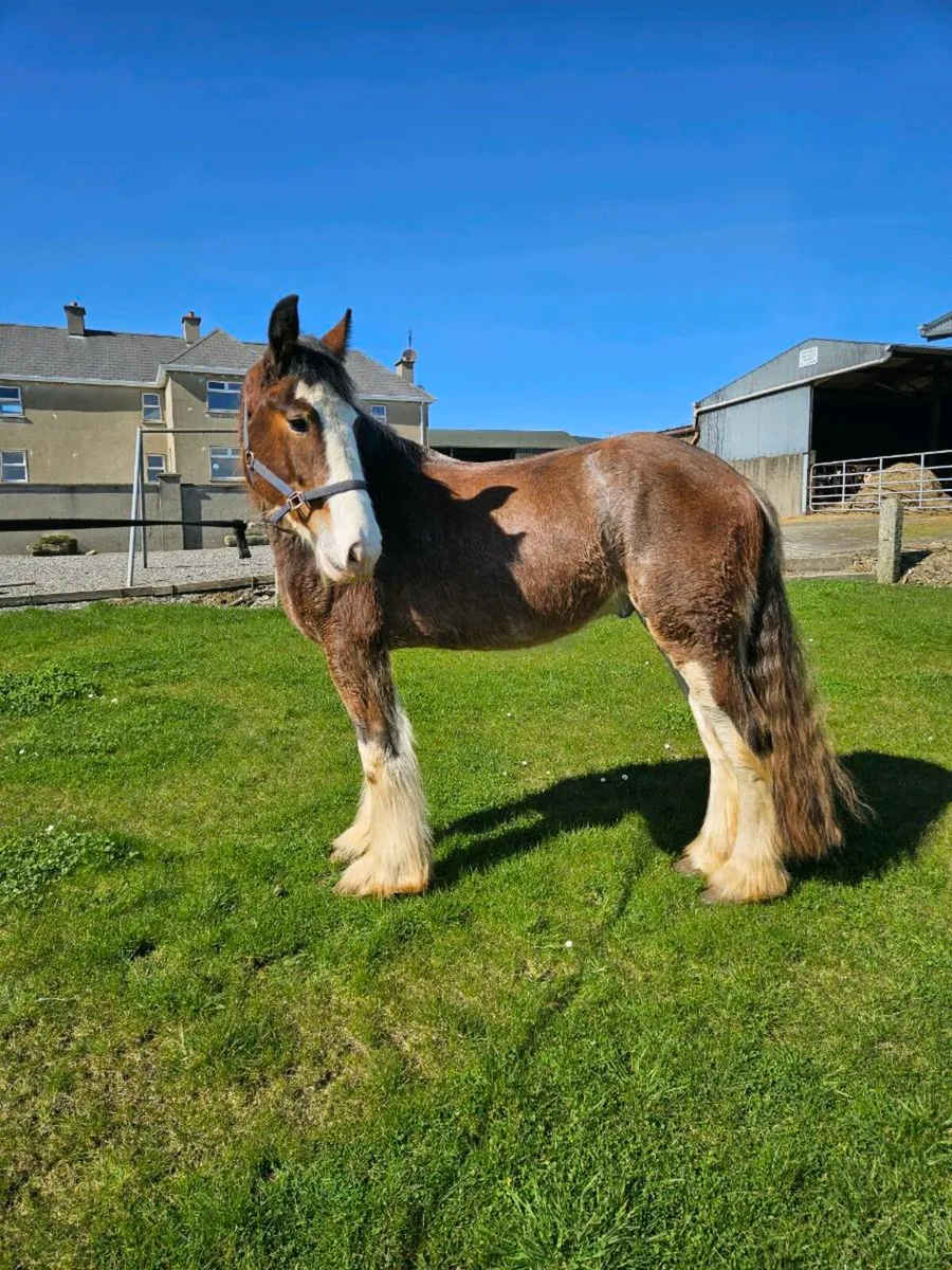 Quiet Clydesdale X gelding - Image 1