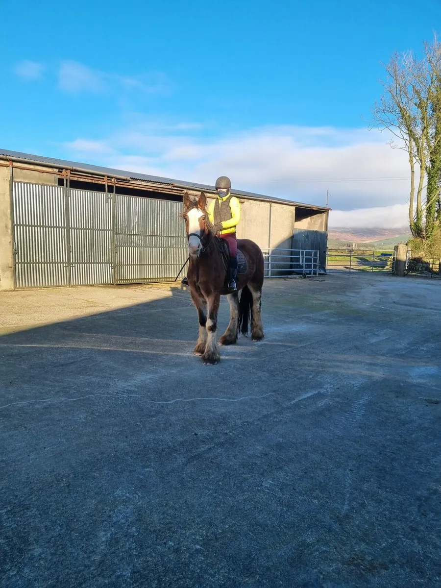 Quiet Clydesdale X gelding - Image 2