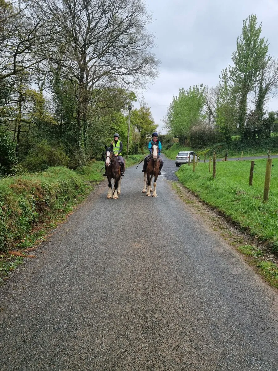 Quiet Clydesdale X gelding - Image 3