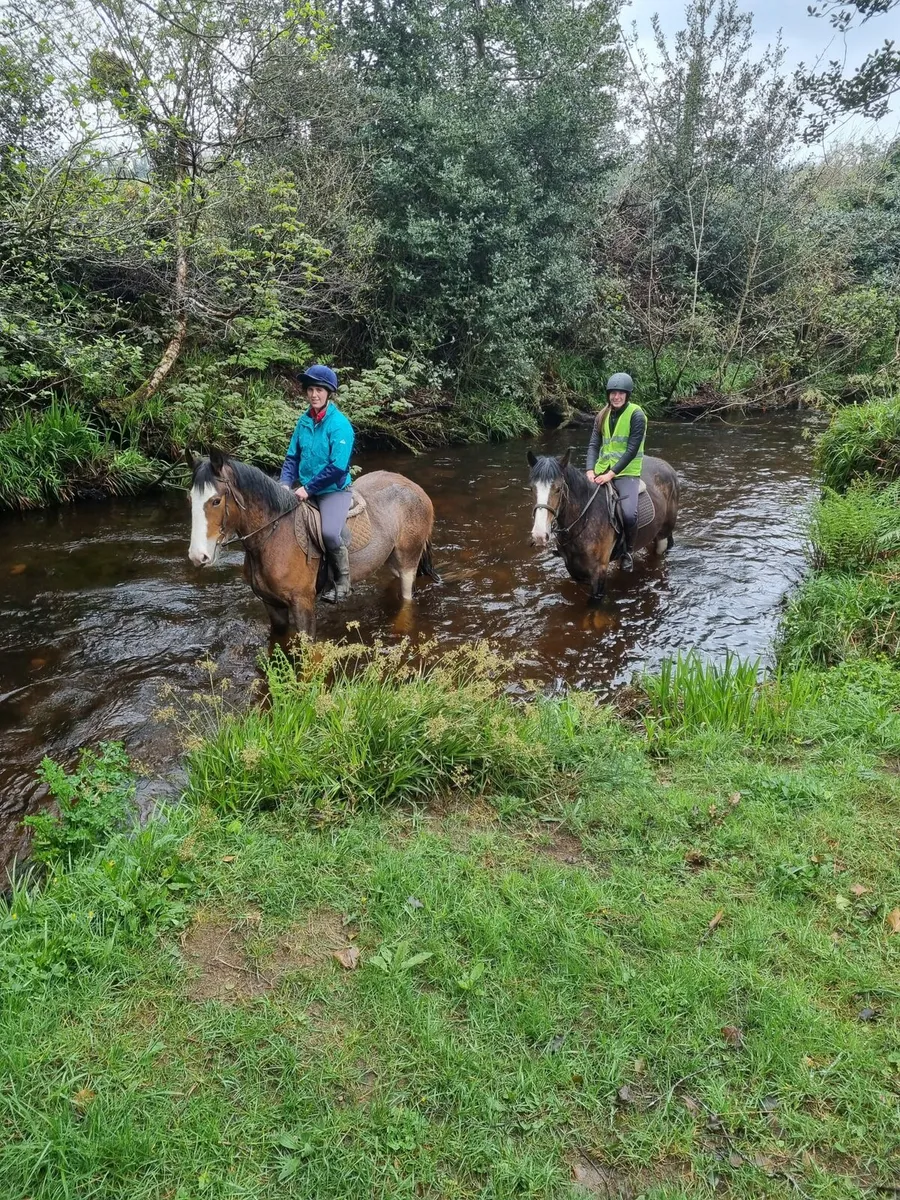 Quiet Clydesdale X gelding - Image 4