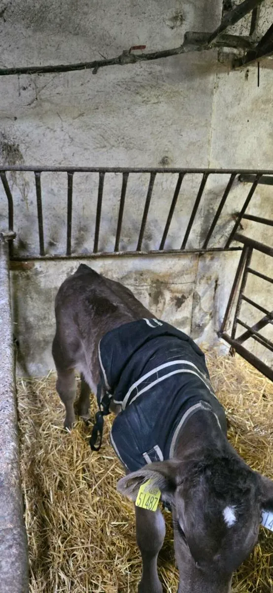 Bull calves - Image 1