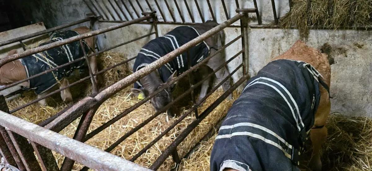 Bull calves - Image 2