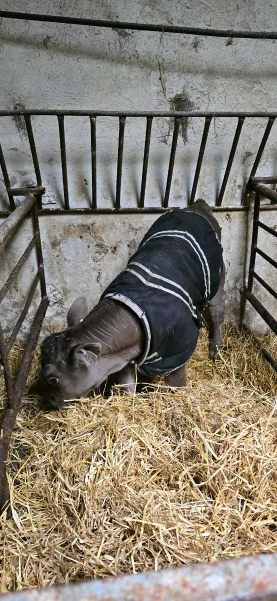 Bull calves - Image 3