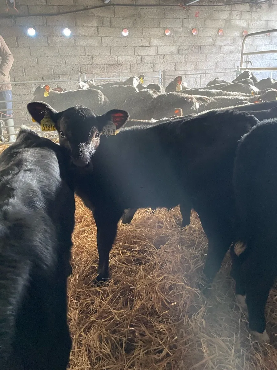 25 Angus calves - Image 2
