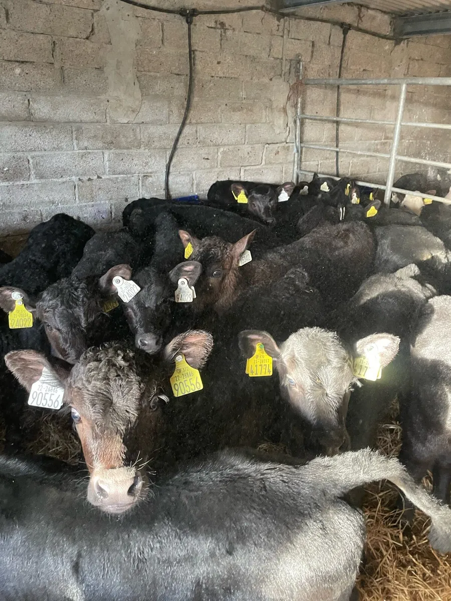 25 Angus calves - Image 3