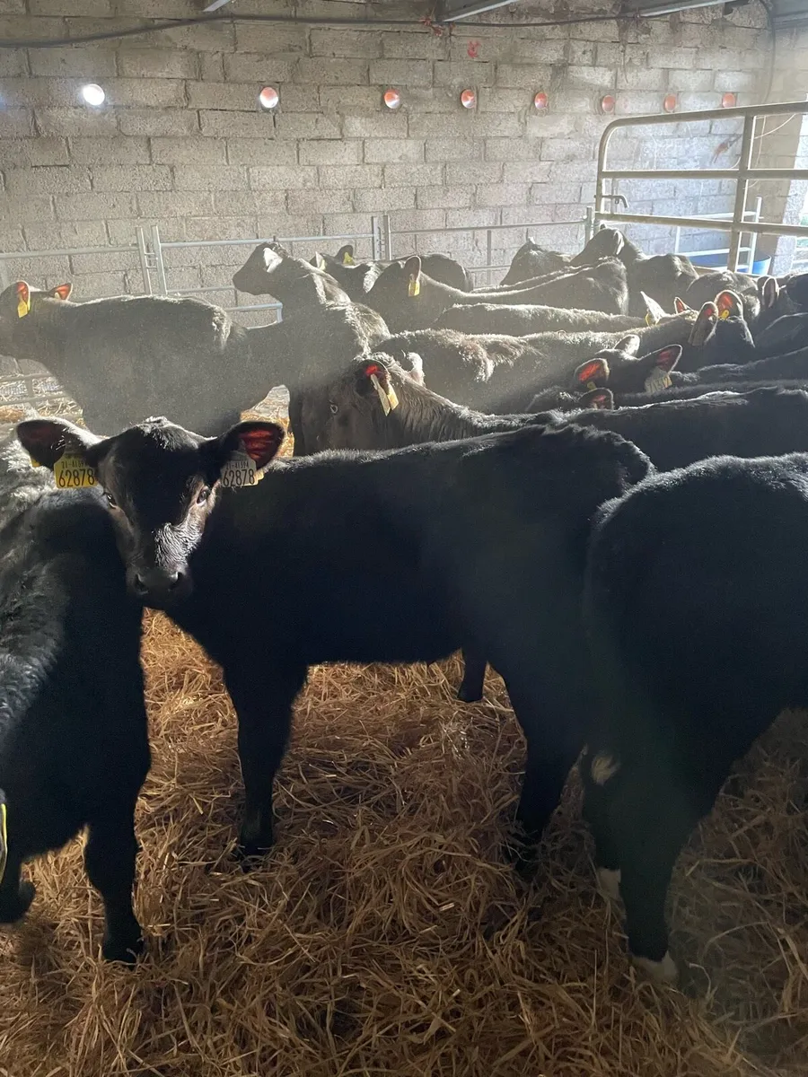 25 Angus calves - Image 4