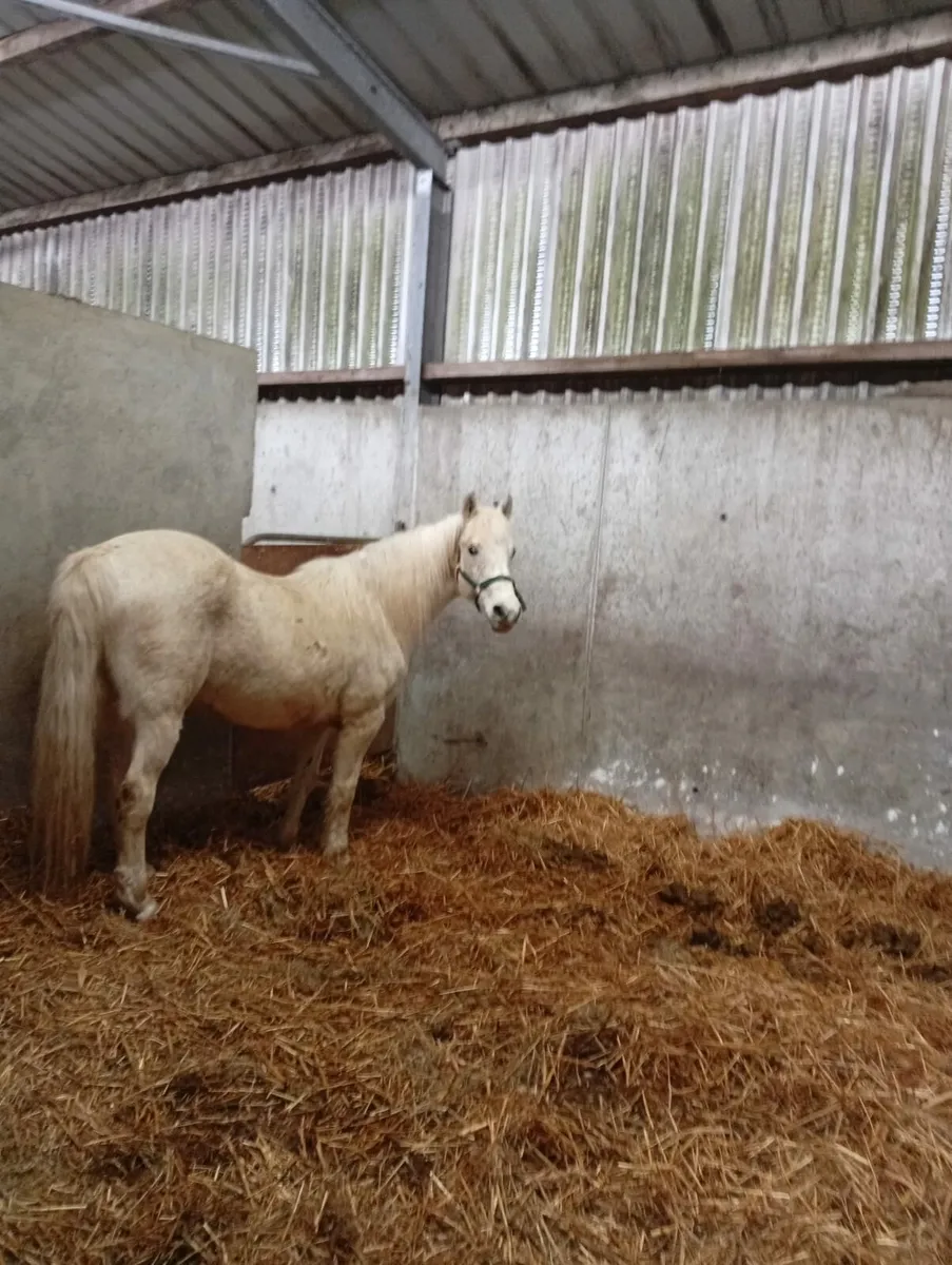 Connemara pony - Image 1
