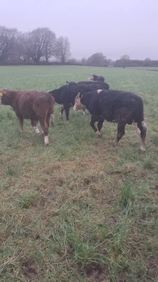 Hereford bullocks - Image 2