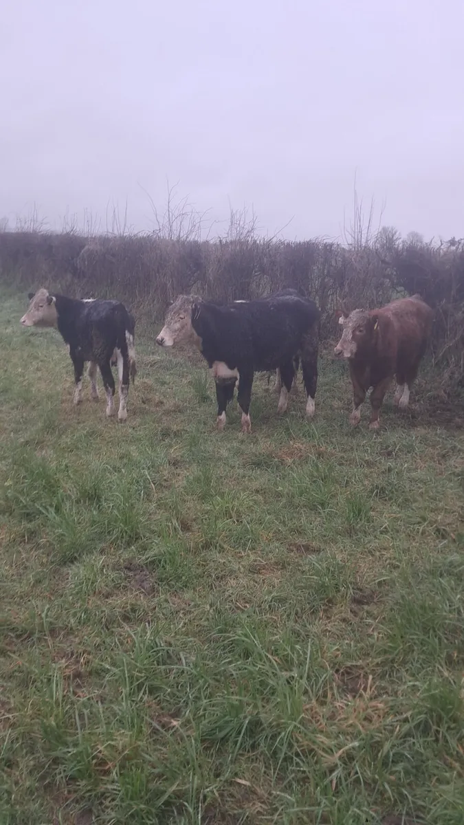 Hereford bullocks - Image 3