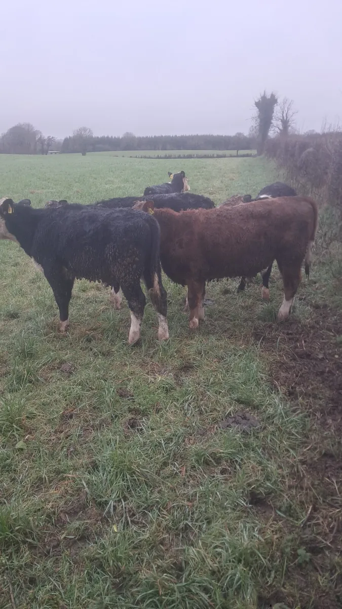 Hereford bullocks - Image 1