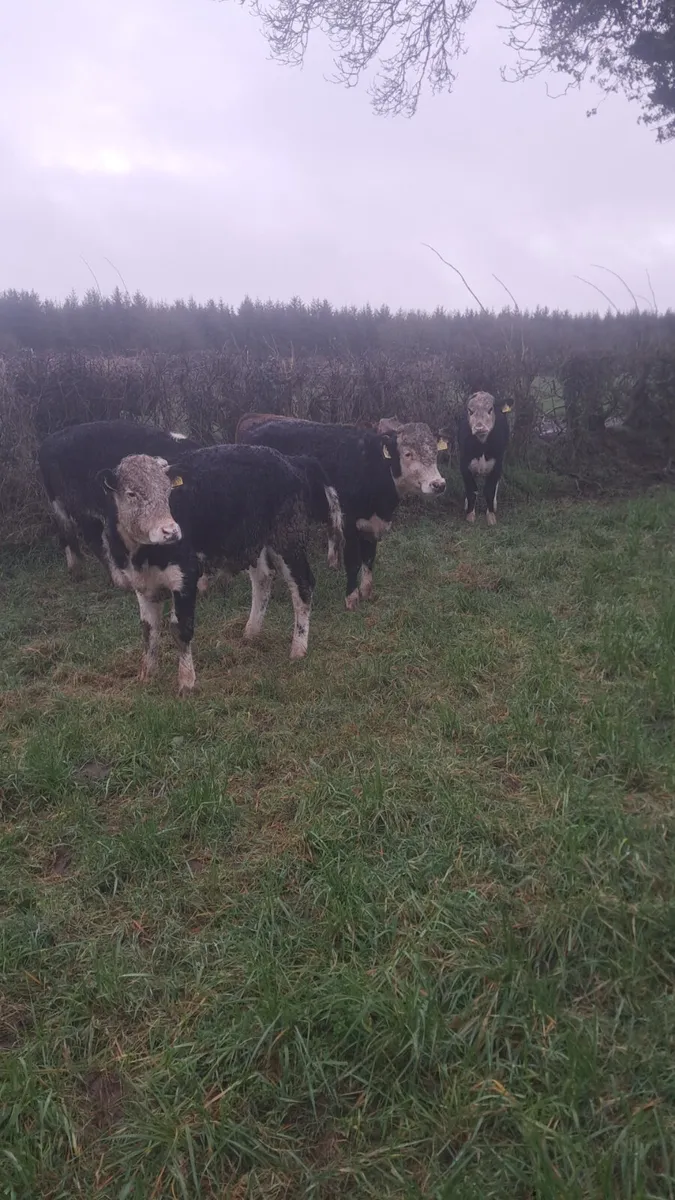 Hereford bullocks - Image 4