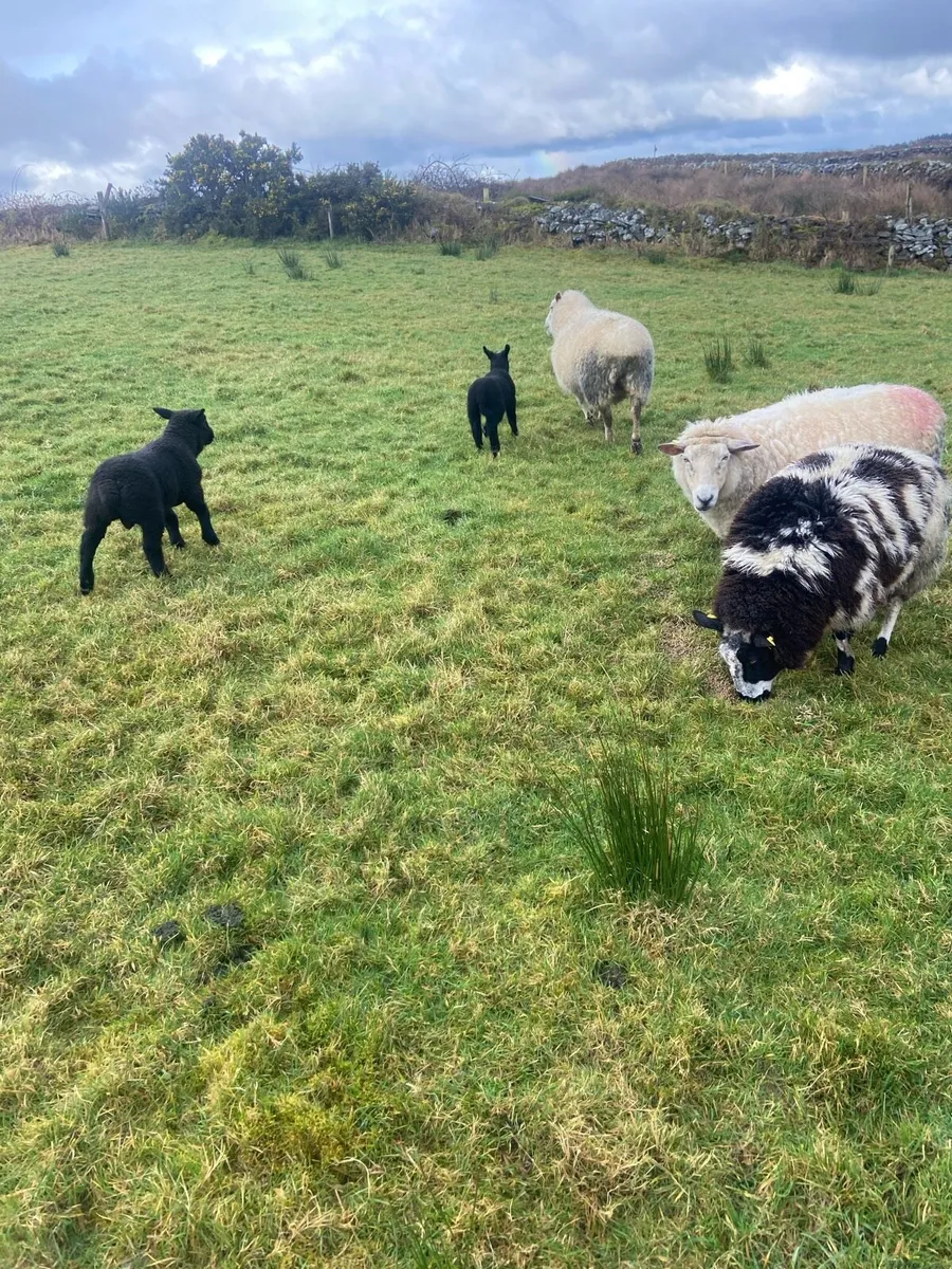 Ewes with lambs - Image 1