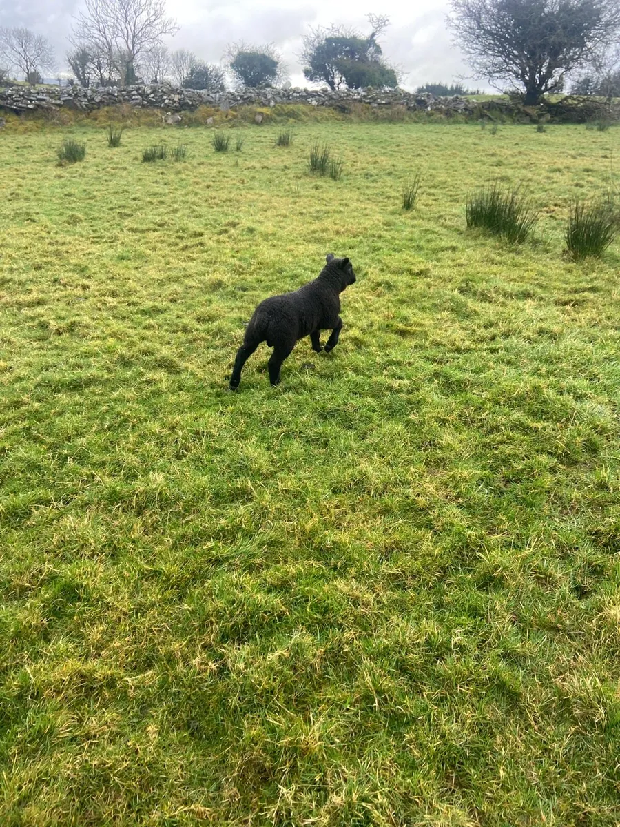 Ewes with lambs - Image 4